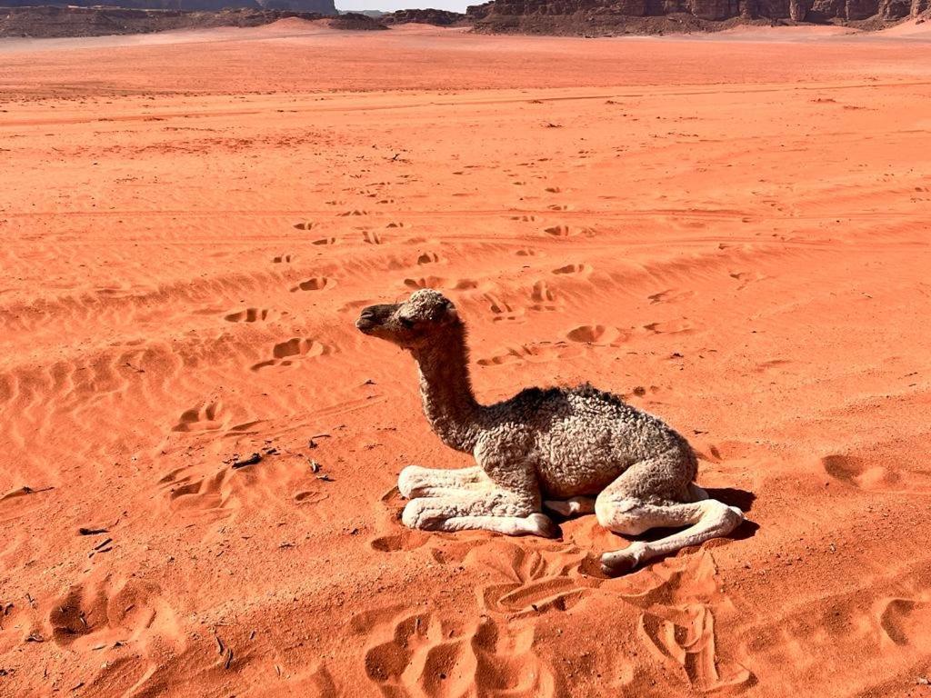 Wadi Rum Sky Tours & Camp Ngoại thất bức ảnh